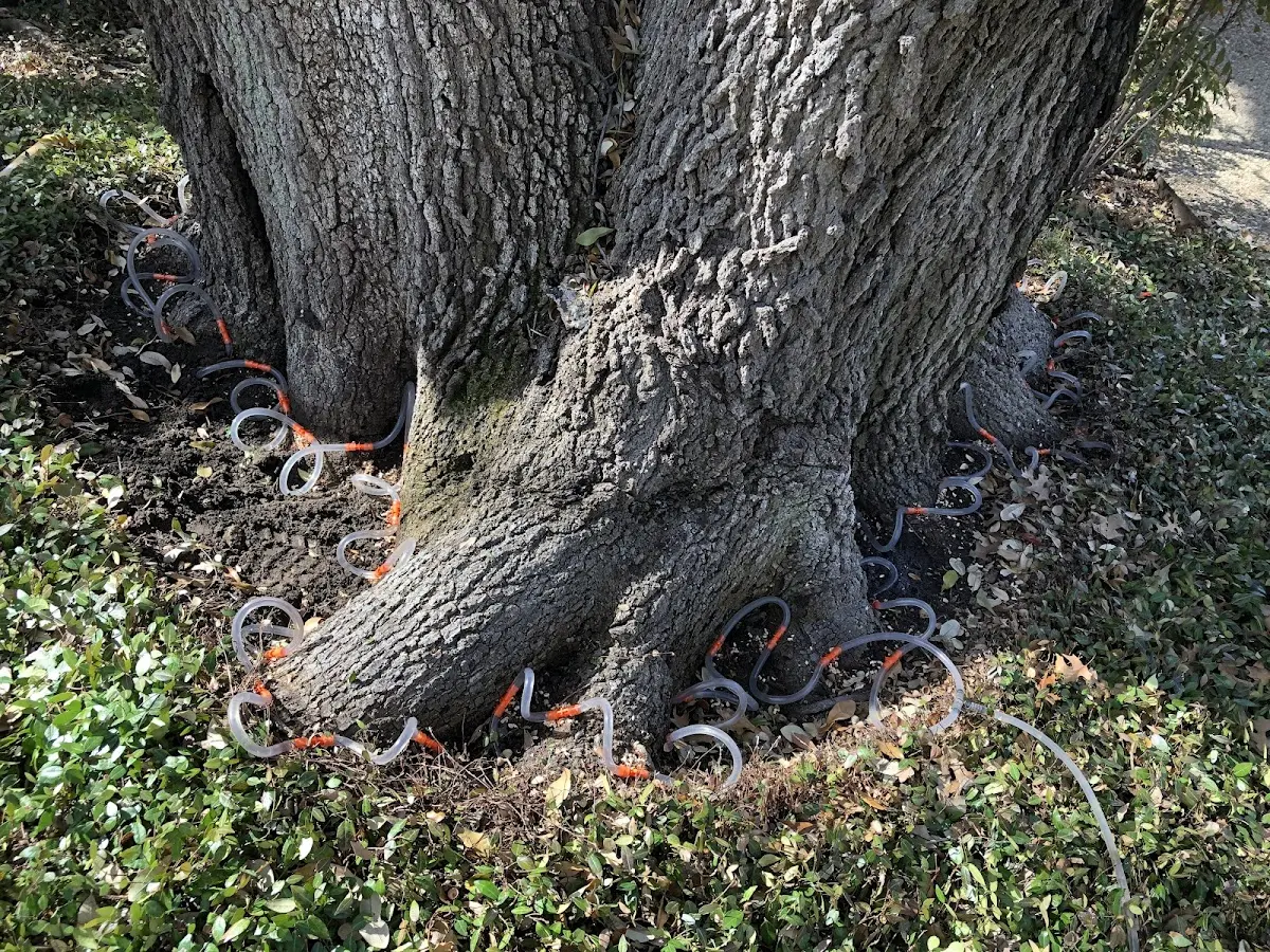 Detailed Tree Cabling and Bracing job site in Beatrice